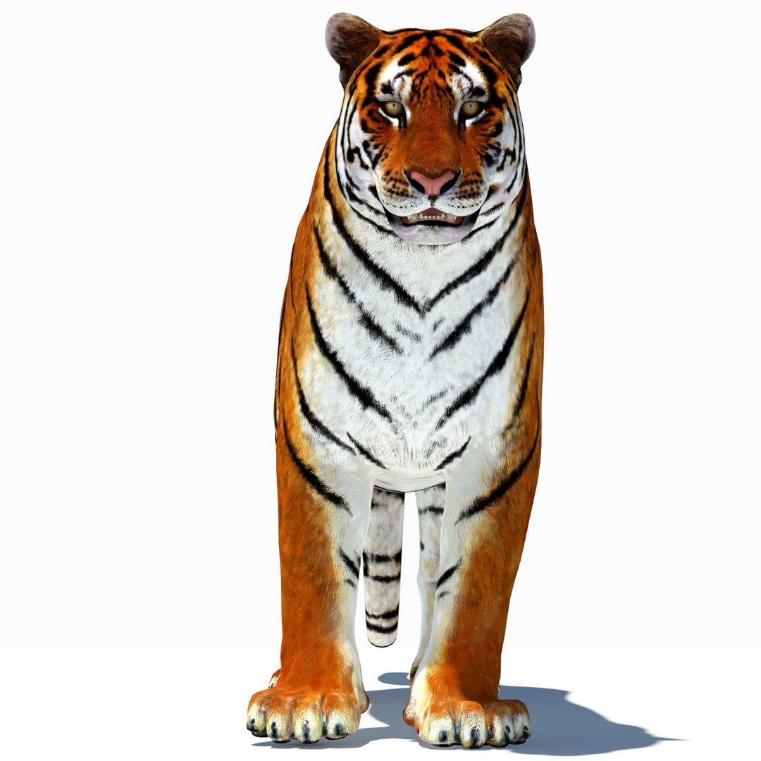 Animated Tiger 3D Model with White and Natural Variations