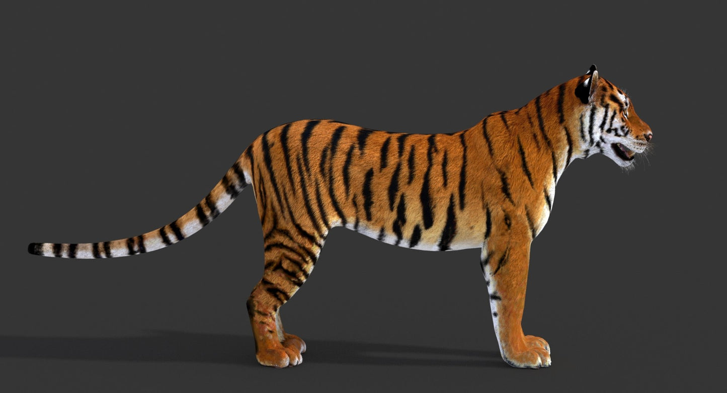 Big Cats 3D Model