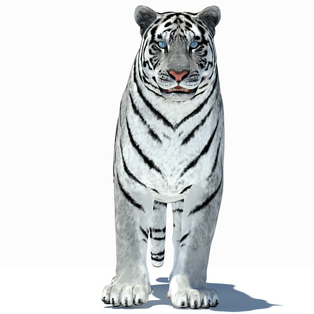 Animated Tiger 3D Model with White and Natural Variations