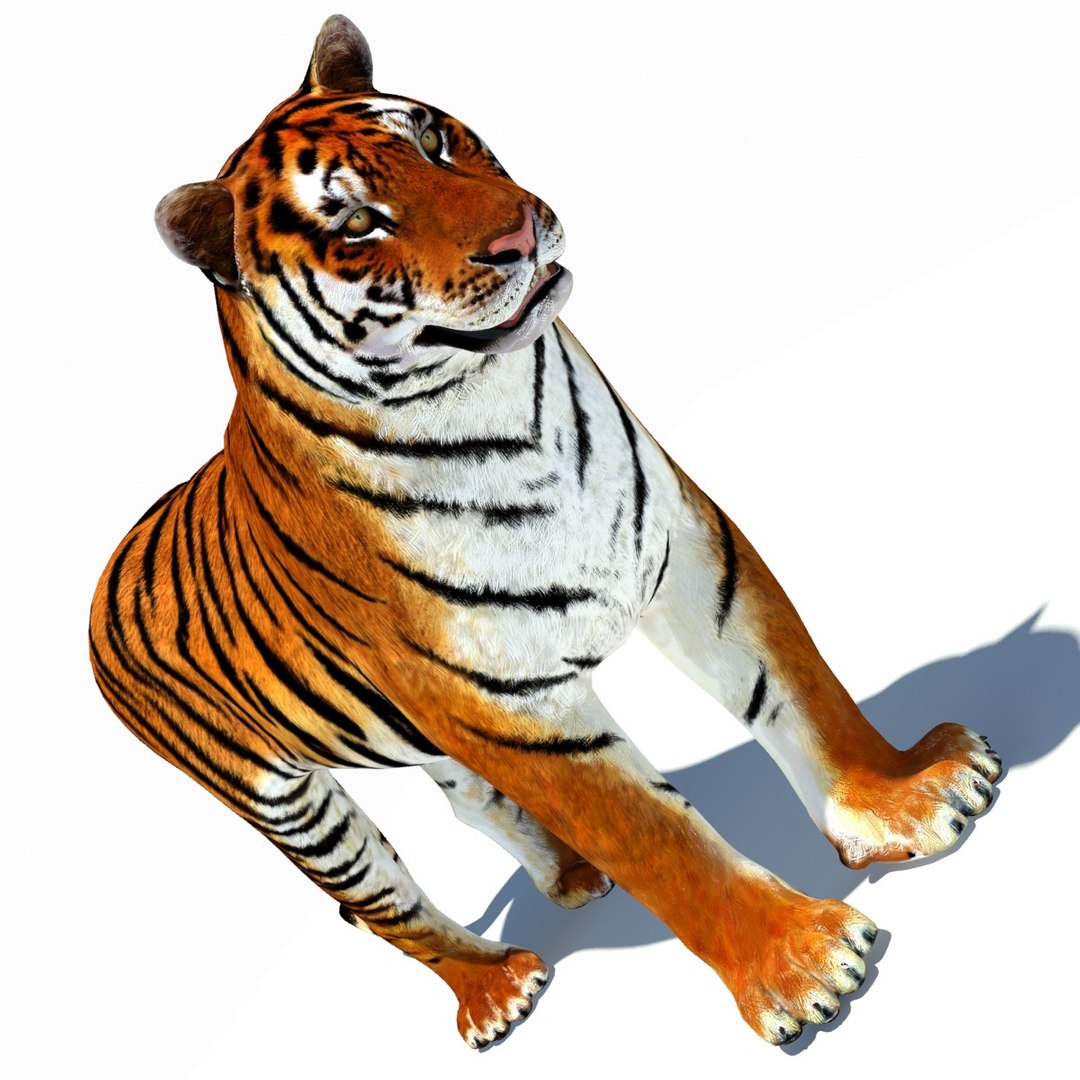 Animated Tiger 3D Model with White and Natural Variations