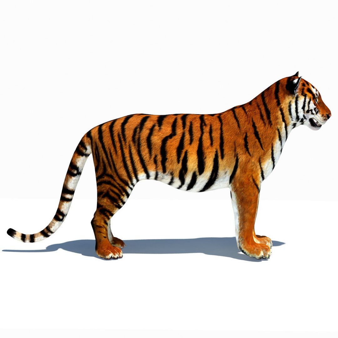 Animated Tiger 3D Model with White and Natural Variations