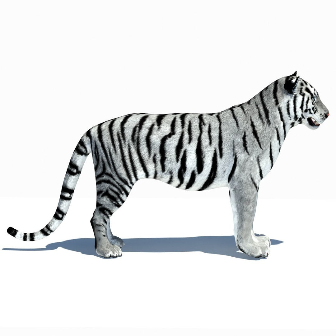 Animated Tiger 3D Model with White and Natural Variations