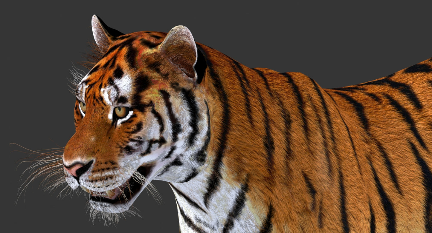 Big Cats 03 3D Model