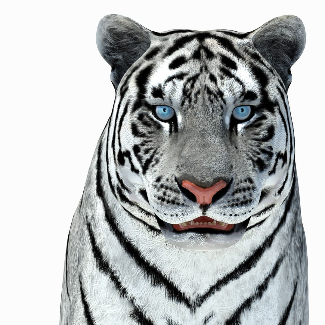 Animated Tiger 3D Model with White and Natural Variations