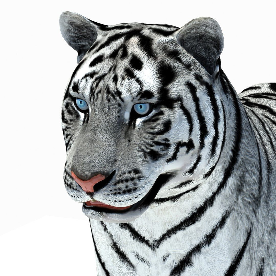 Animated Tiger 3D Model with White and Natural Variations