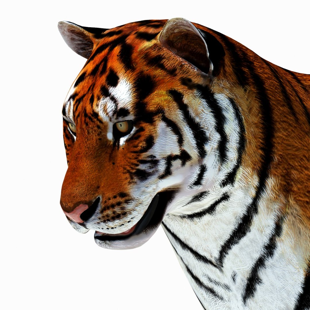 Animated Tiger 3D Model with White and Natural Variations