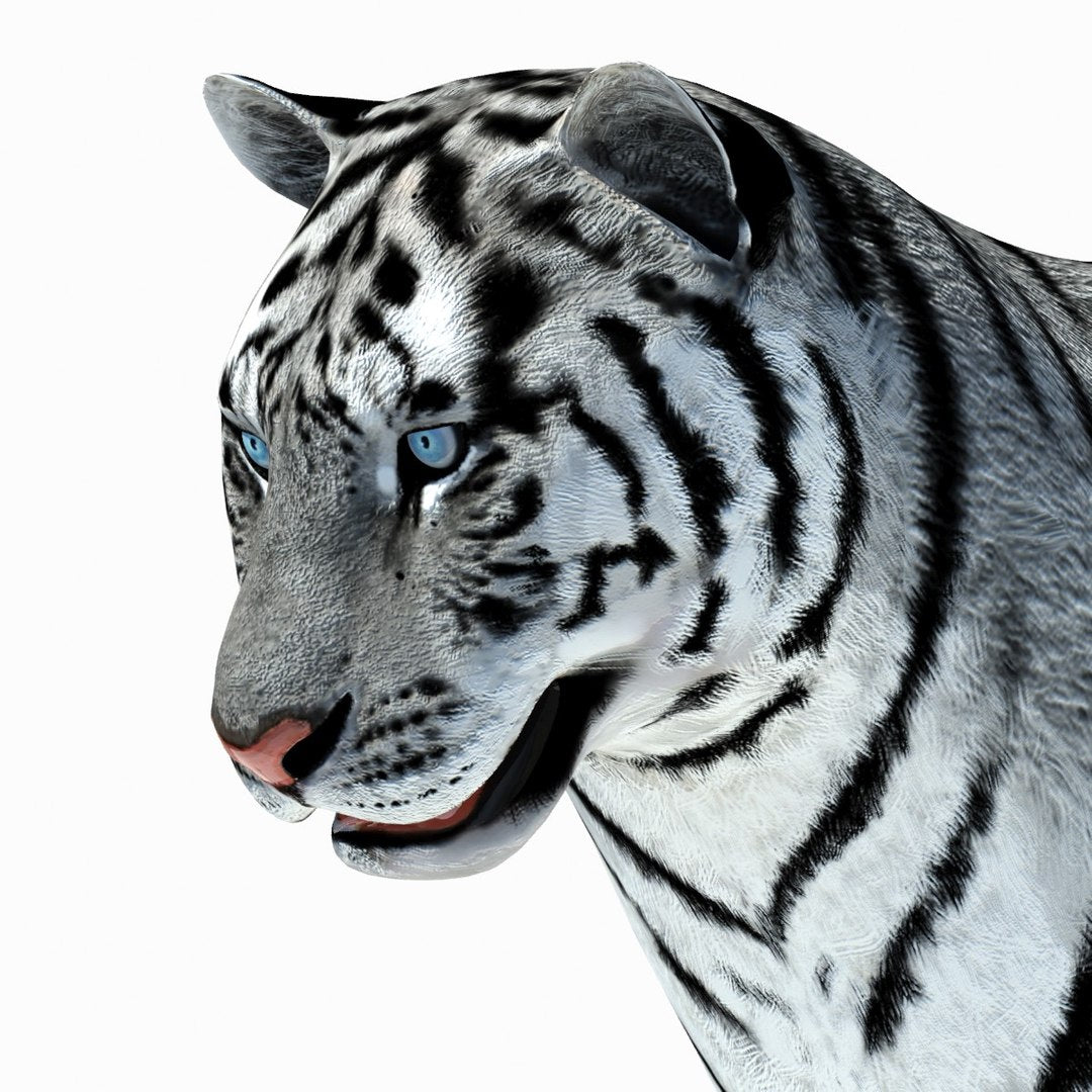 Animated Tiger 3D Model with White and Natural Variations