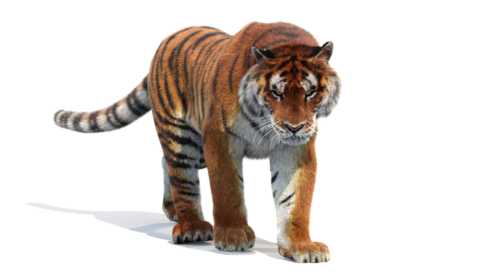 Animated Siberian Tiger 3D Model Fur 360° view 2 frame 2