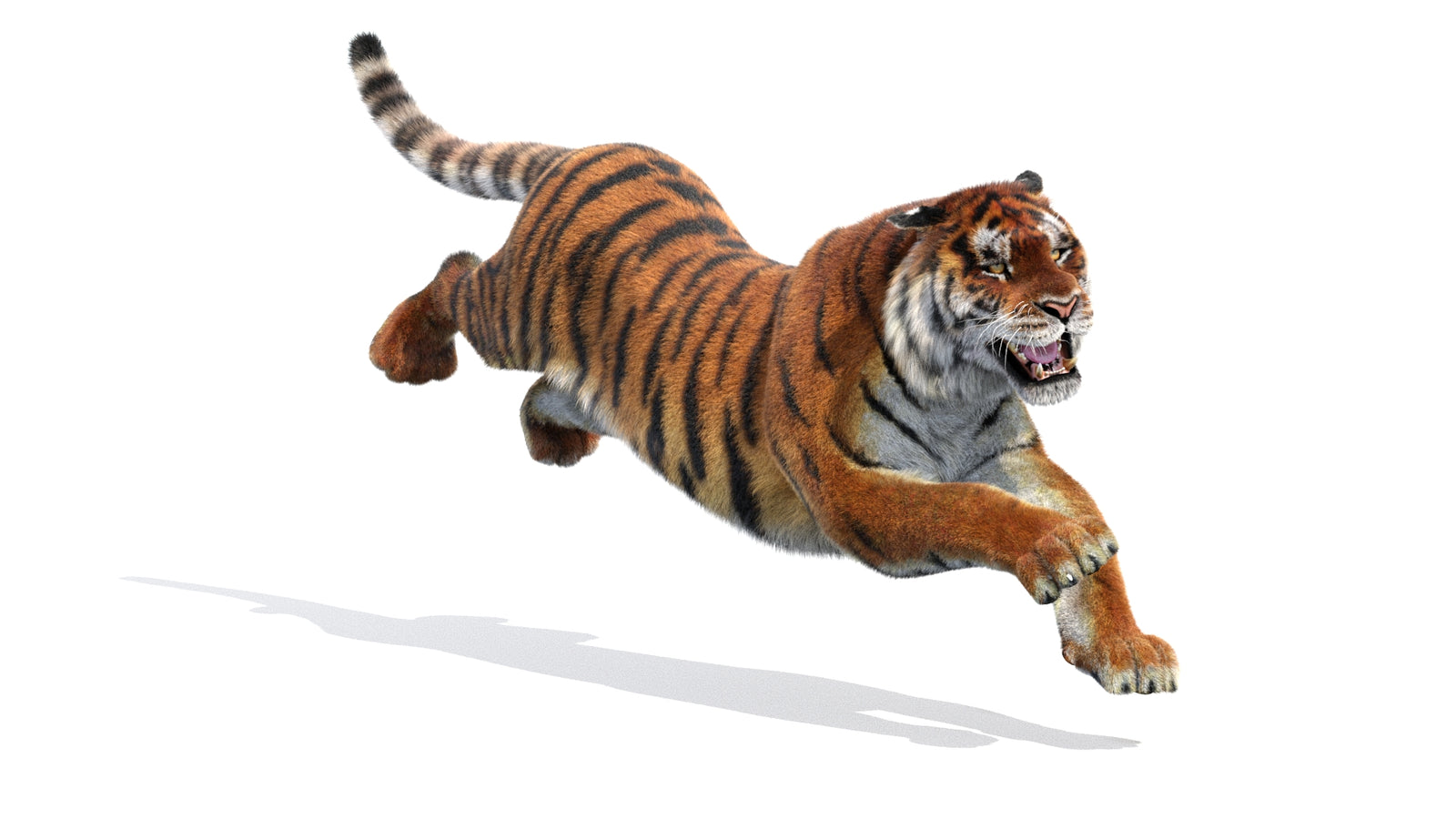 Animated Siberian Tiger 3D Model Fur 360° view 3 frame 3