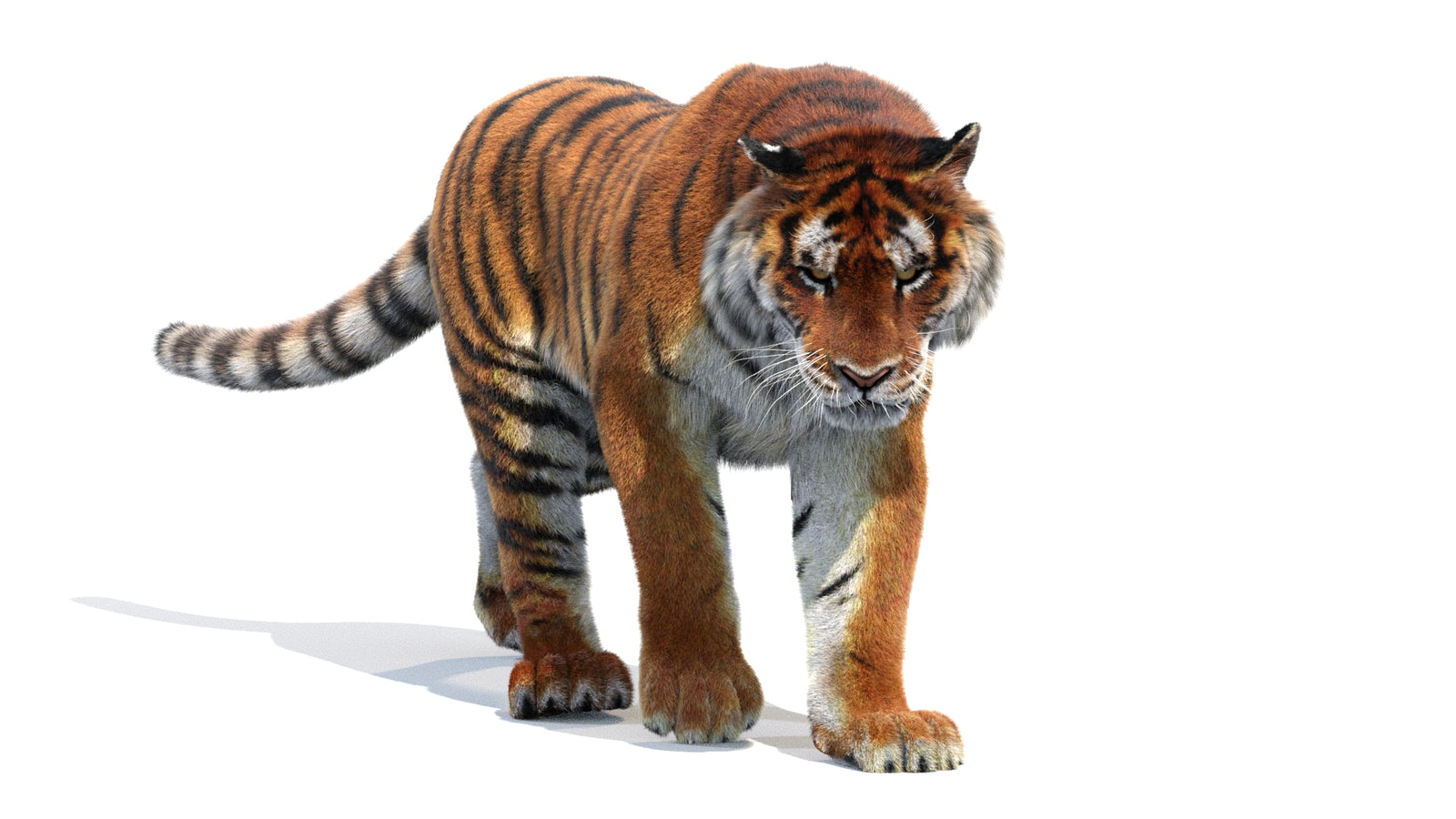 Animated Siberian Tiger 3D Model Fur 360° view 2 frame 3