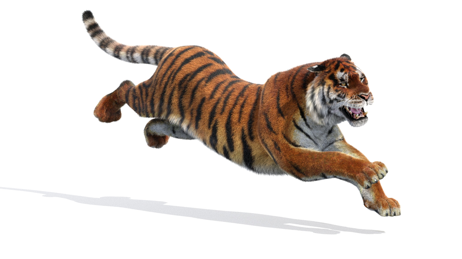 Animated Siberian Tiger 3D Model Fur 360° view 3 frame 4