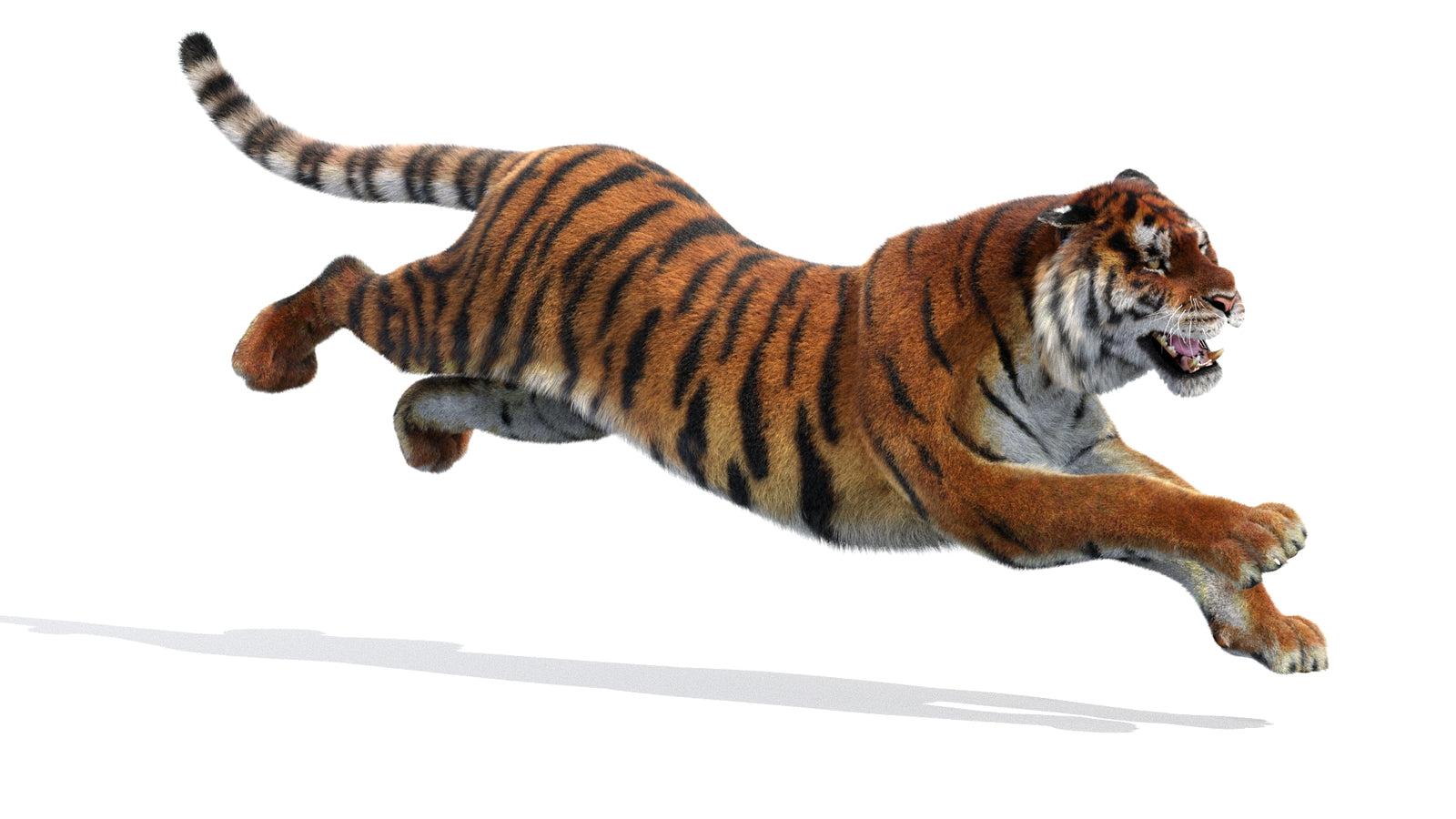 Animated Siberian Tiger 3D Model Fur 360° view 3 frame 5