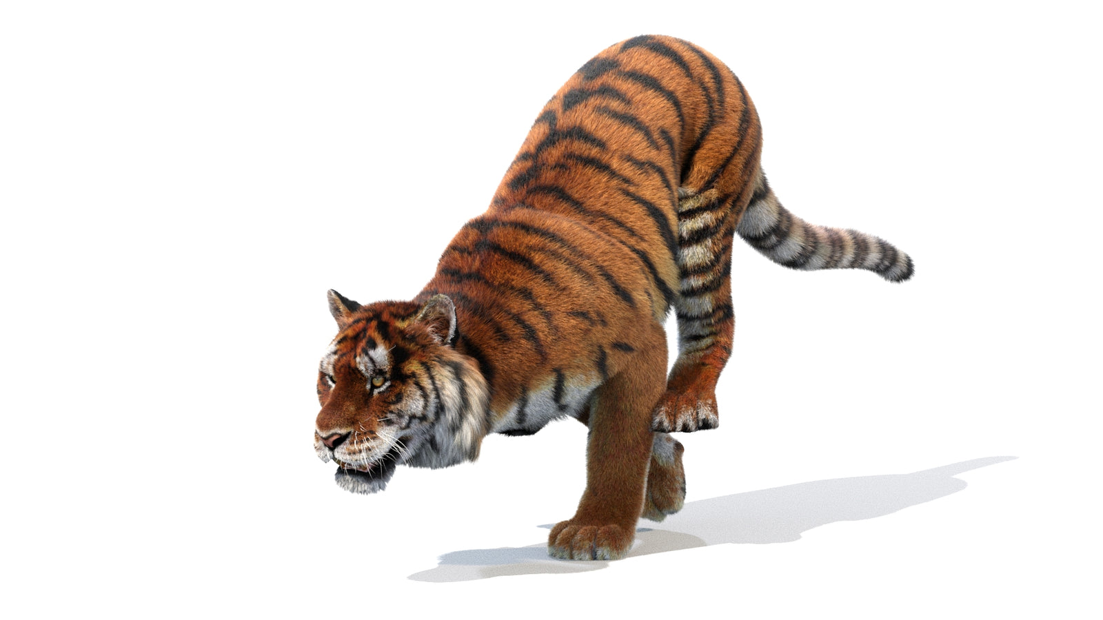Animated Siberian Tiger 3D Model Fur 360° view 1 frame 6