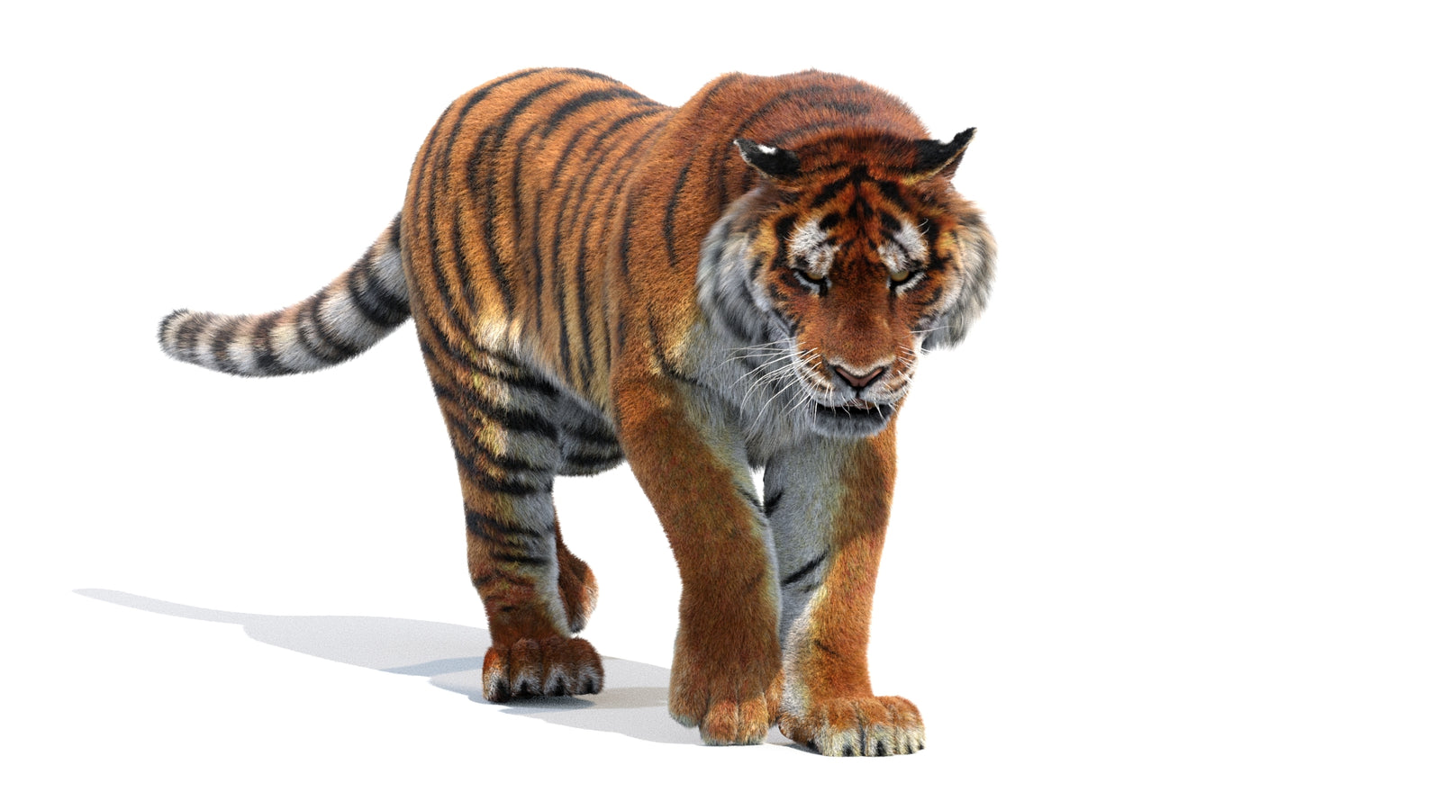 Animated Siberian Tiger 3D Model Fur 360° view 2 frame 7