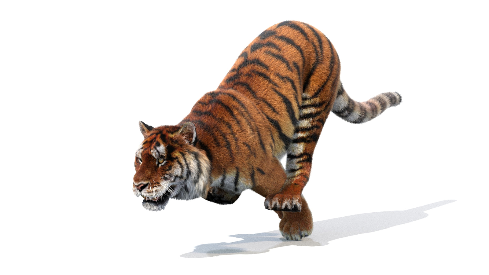 Animated Siberian Tiger 3D Model Fur 360° view 1 frame 7