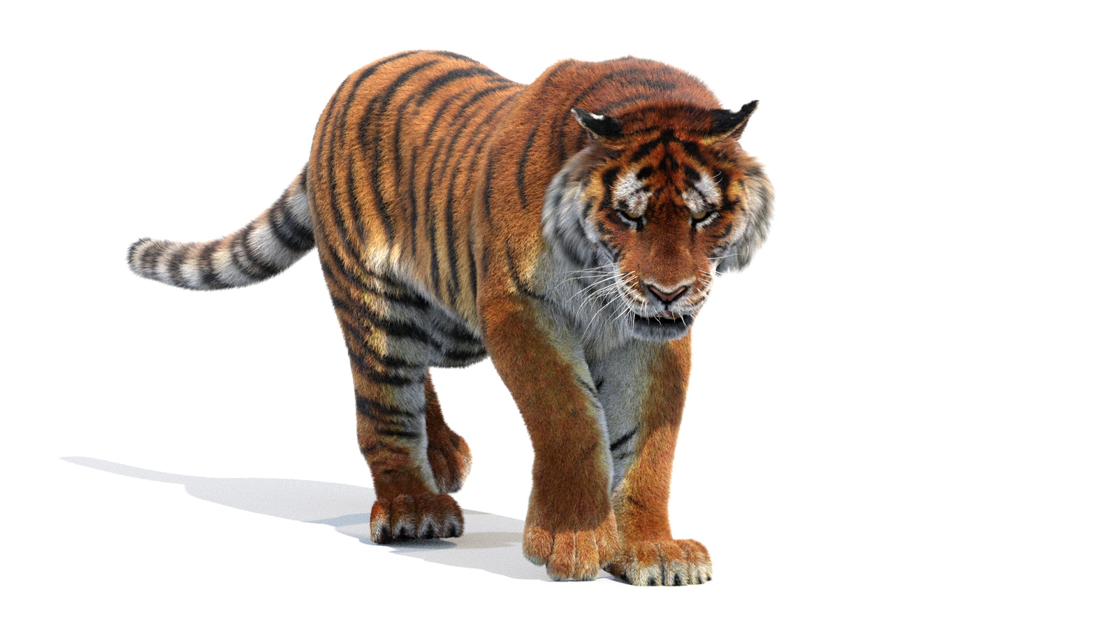 Animated Siberian Tiger 3D Model Fur 360° view 2 frame 8