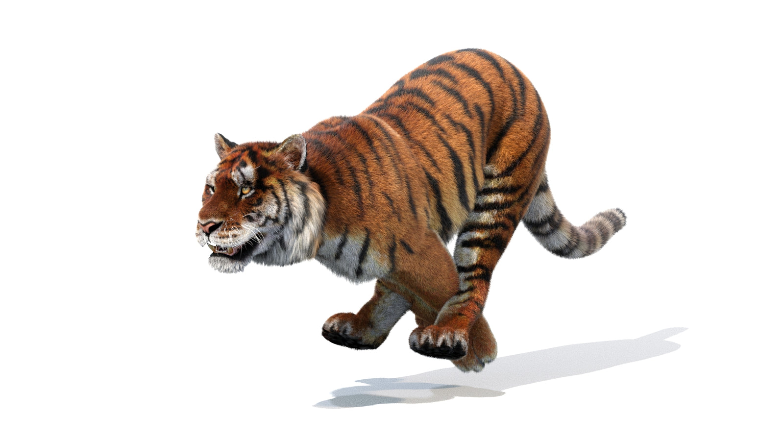 Animated Siberian Tiger 3D Model Fur 360° view 1 frame 8