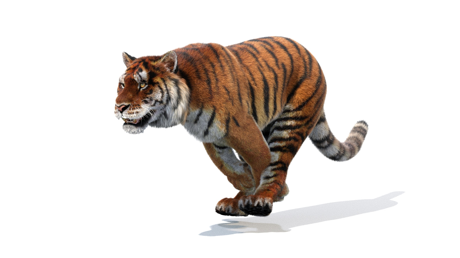 Animated Siberian Tiger 3D Model Fur 360° view 1 frame 9
