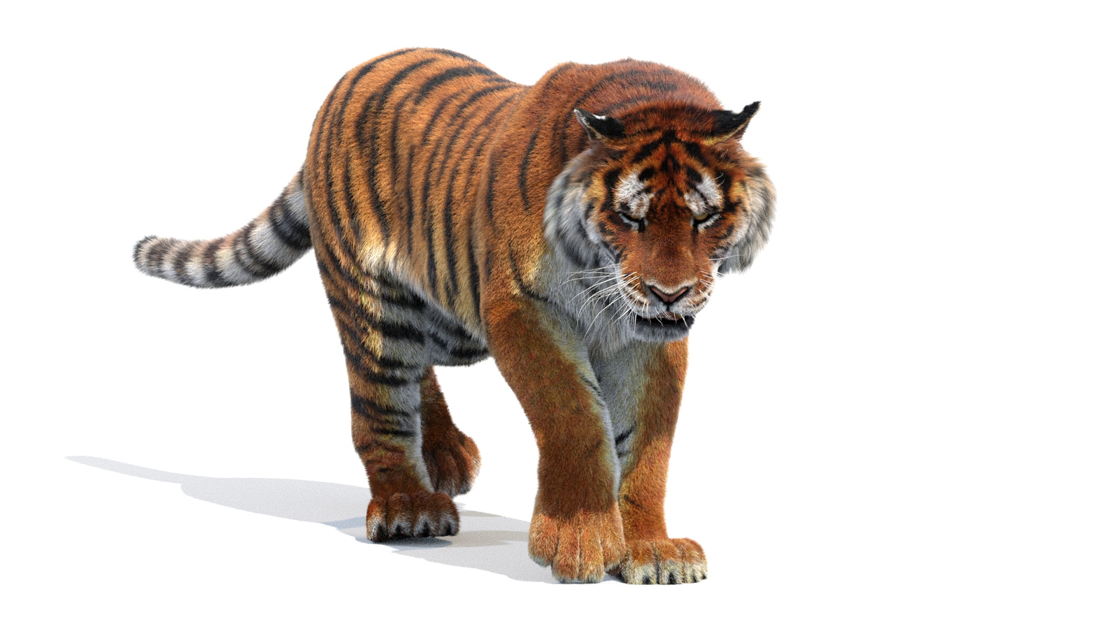 Animated Siberian Tiger 3D Model Fur 360° view 2 frame 9