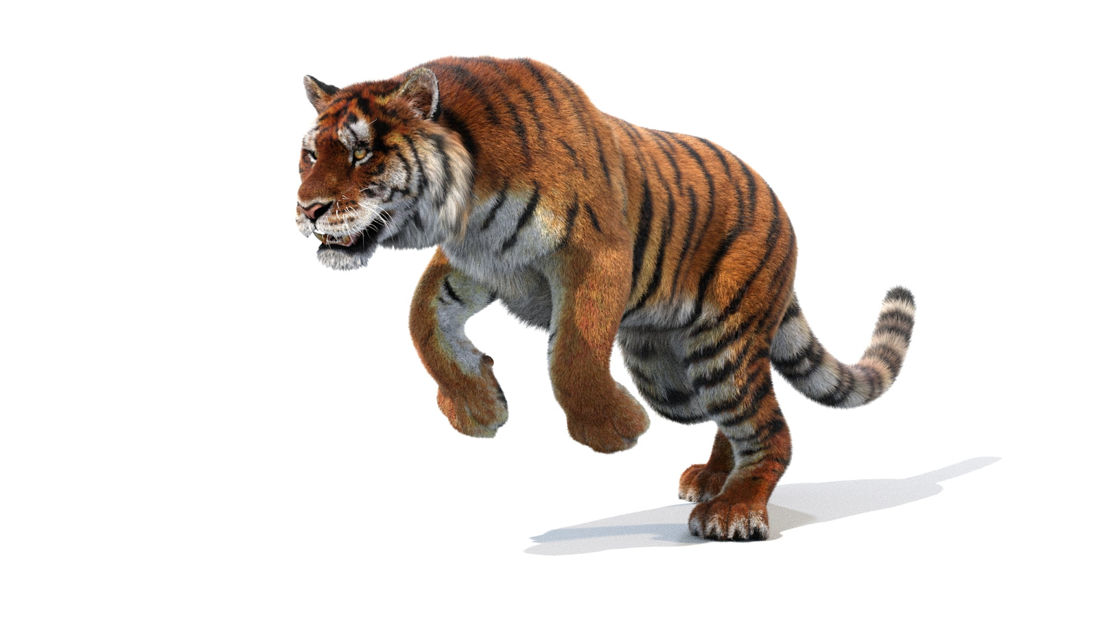 Animated Siberian Tiger 3D Model Fur 360° view 1 frame 11
