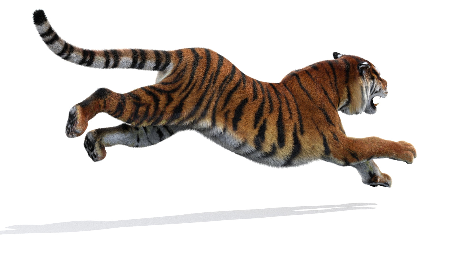 Animated Siberian Tiger 3D Model Fur 360° view 3 frame 12