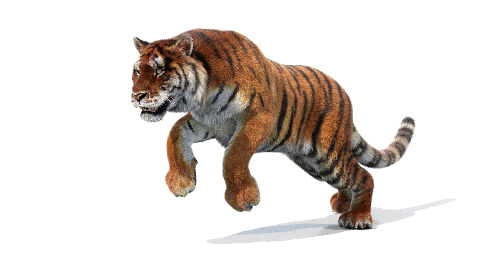 Animated Siberian Tiger 3D Model Fur 360° view 1 frame 12