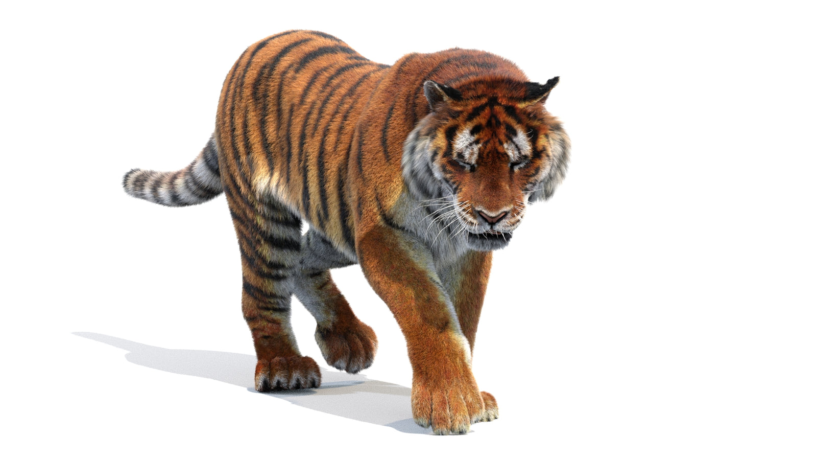Animated Siberian Tiger 3D Model Fur 360° view 2 frame 13