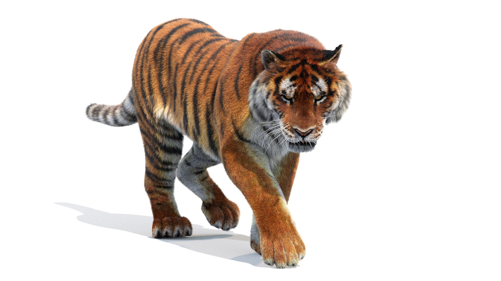 Animated Siberian Tiger 3D Model Fur 360° view 2 frame 15