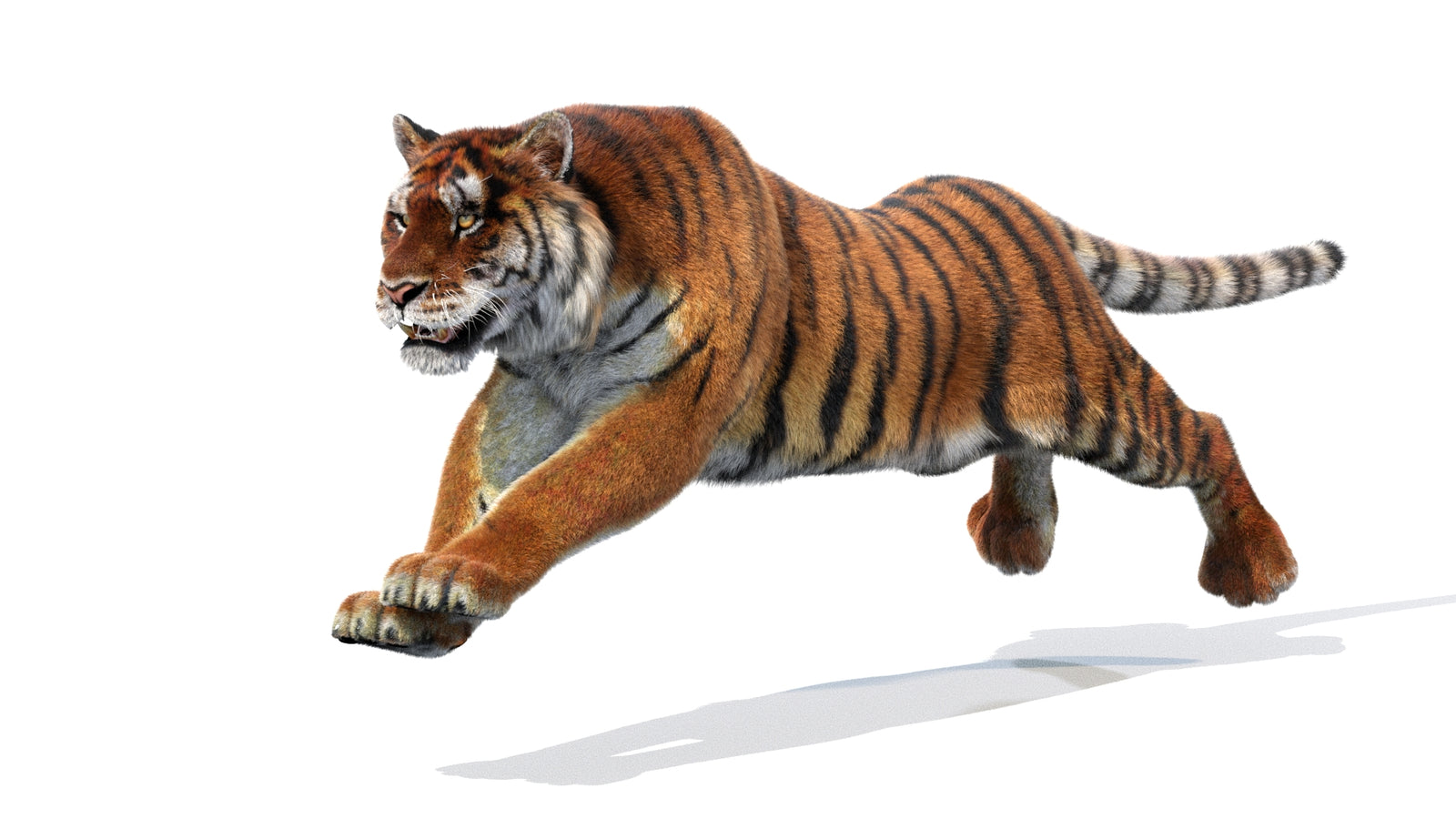 Animated Siberian Tiger 3D Model Fur 360° view 1 frame 15