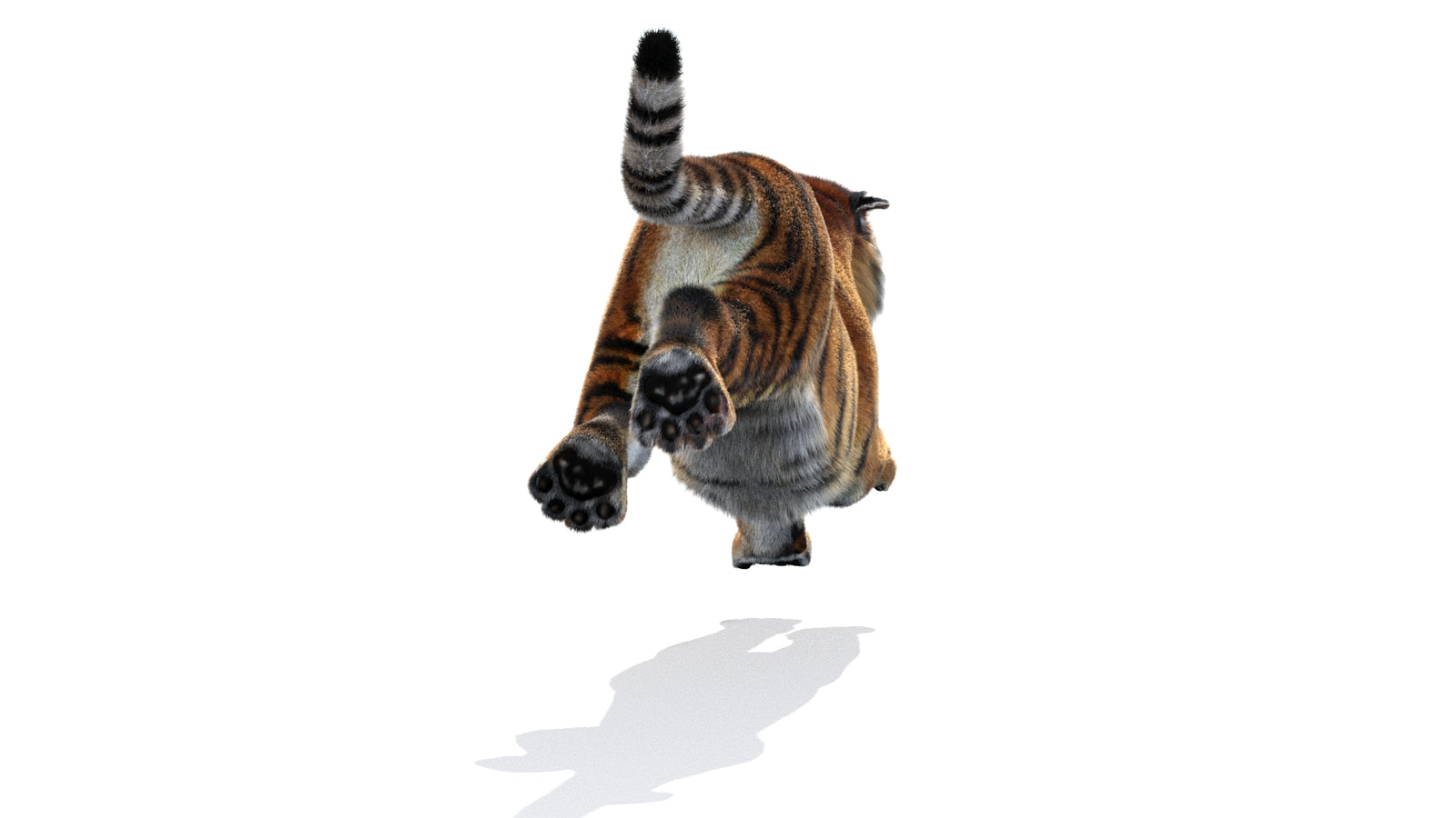 Animated Siberian Tiger 3D Model Fur 360° view 3 frame 17