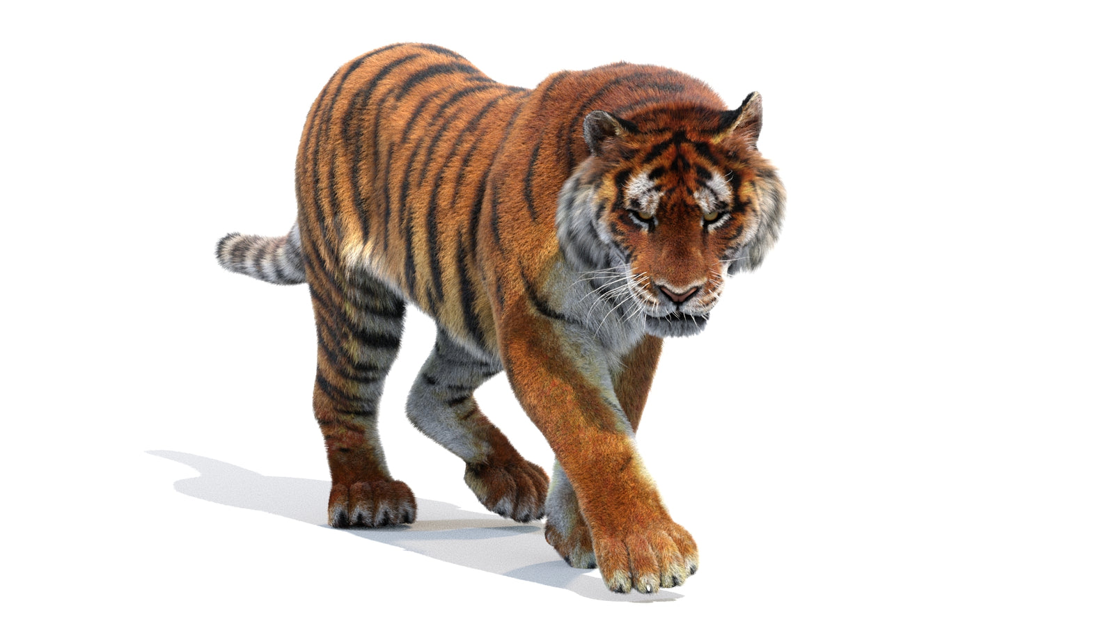 Animated Siberian Tiger 3D Model Fur 360° view 2 frame 17