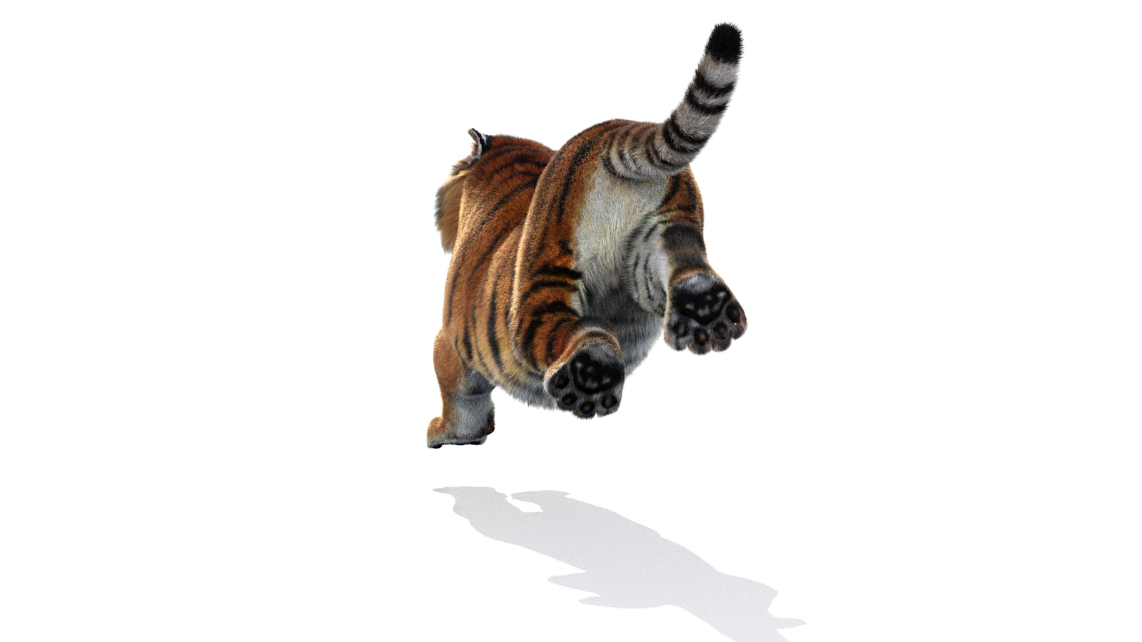 Animated Siberian Tiger 3D Model Fur 360° view 3 frame 19