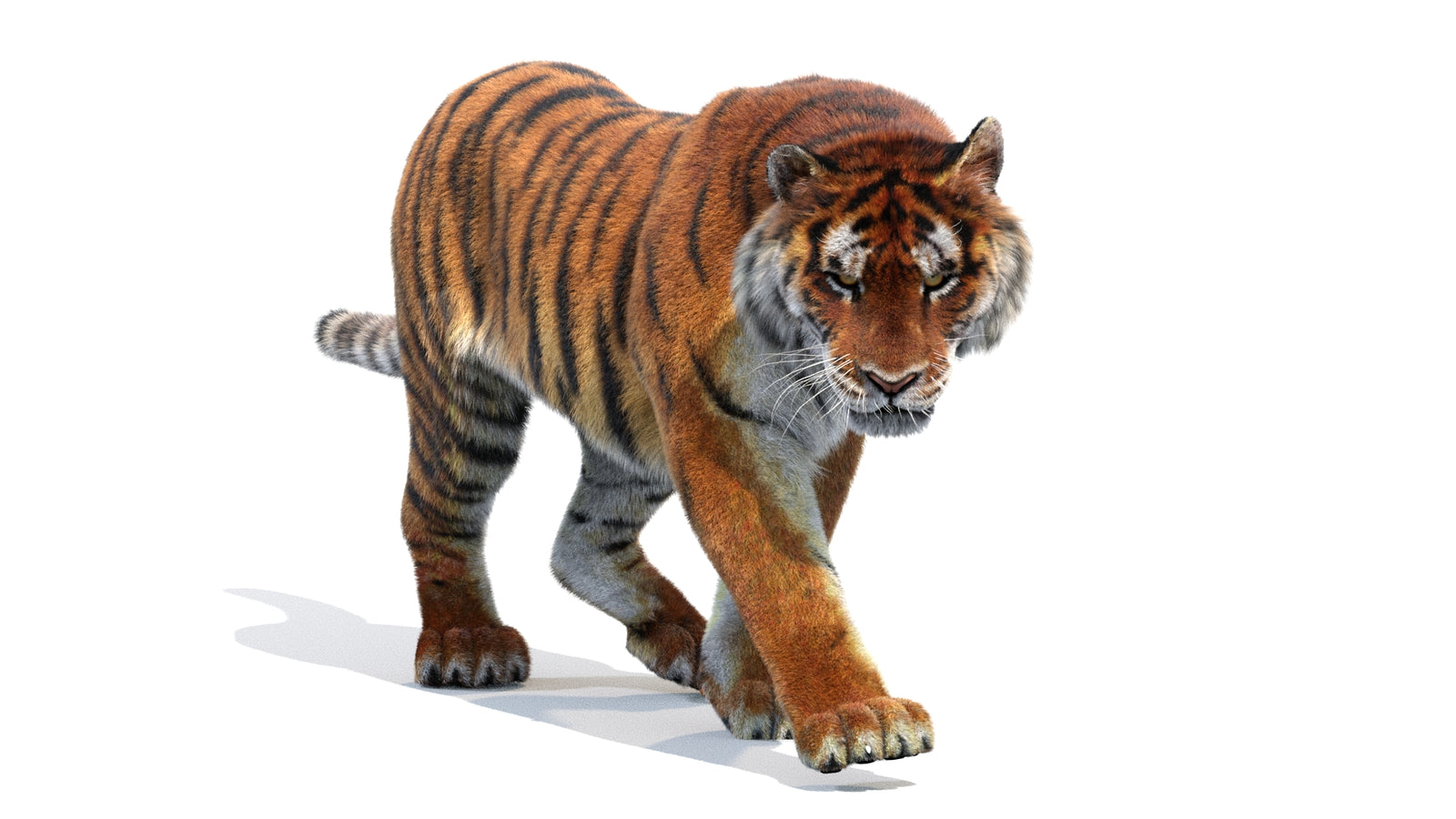 Animated Siberian Tiger 3D Model Fur 360° view 2 frame 19