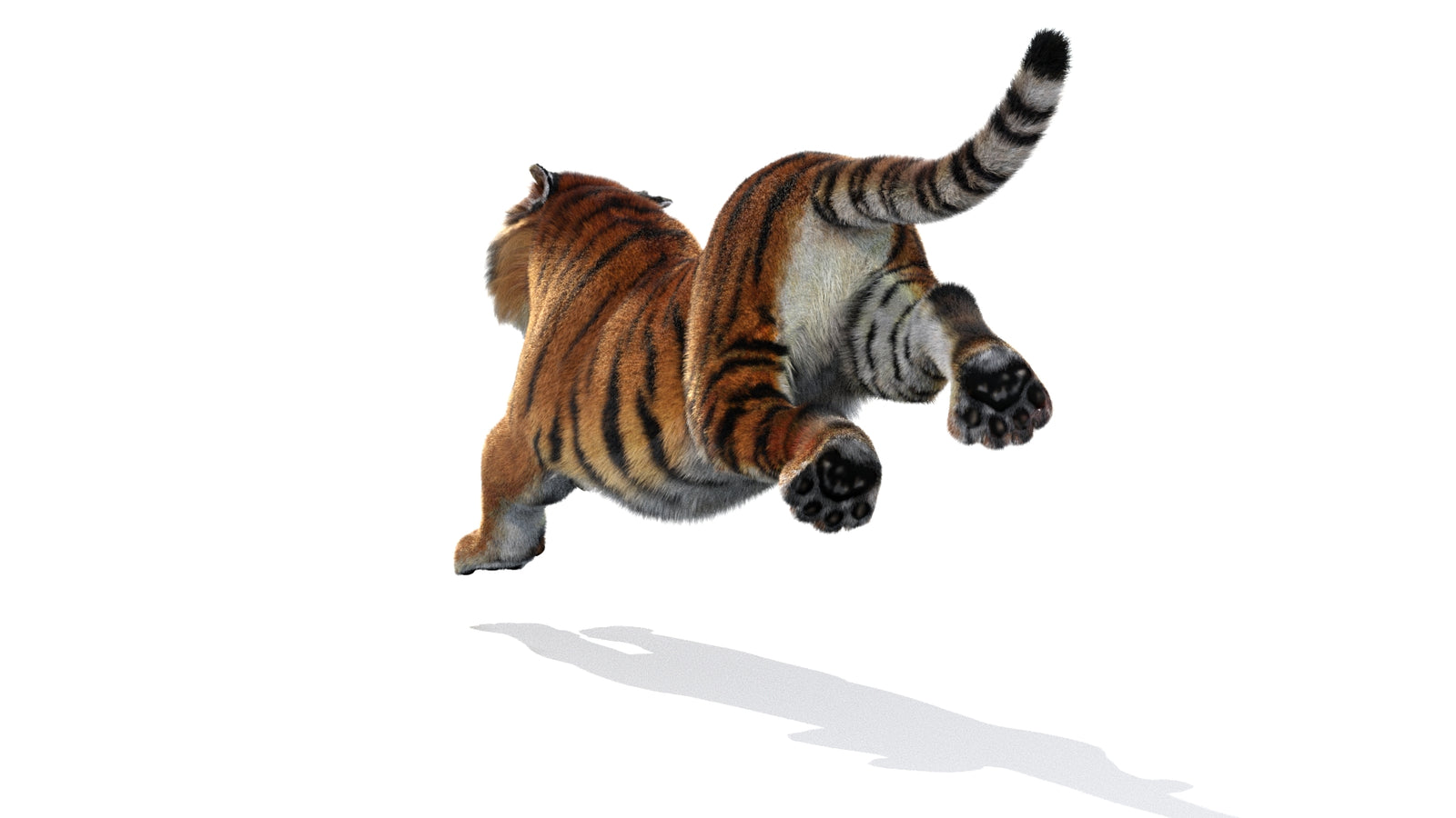 Animated Siberian Tiger 3D Model Fur 360° view 3 frame 20