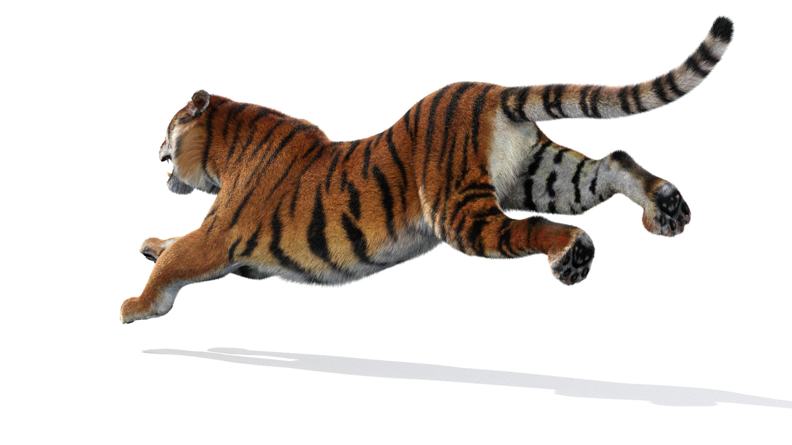 Animated Siberian Tiger 3D Model Fur 360° view 3 frame 23