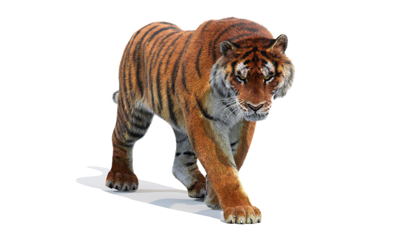 Animated Siberian Tiger 3D Model Fur 360° view 2 frame 25