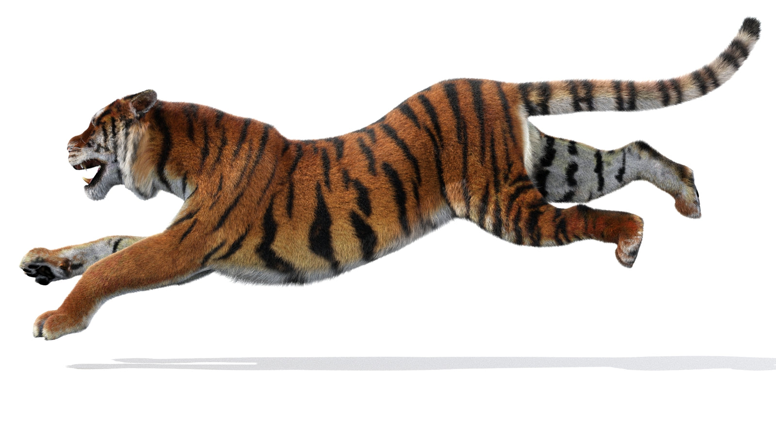 Animated Siberian Tiger 3D Model Fur 360° view 3 frame 27