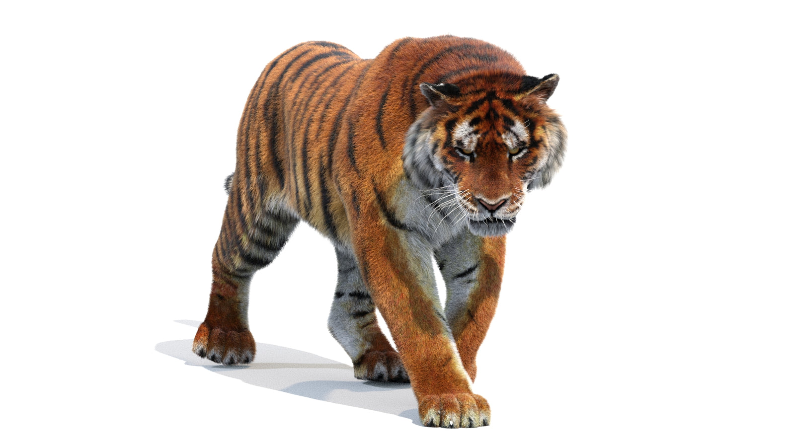 Animated Siberian Tiger 3D Model Fur 360° view 2 frame 28