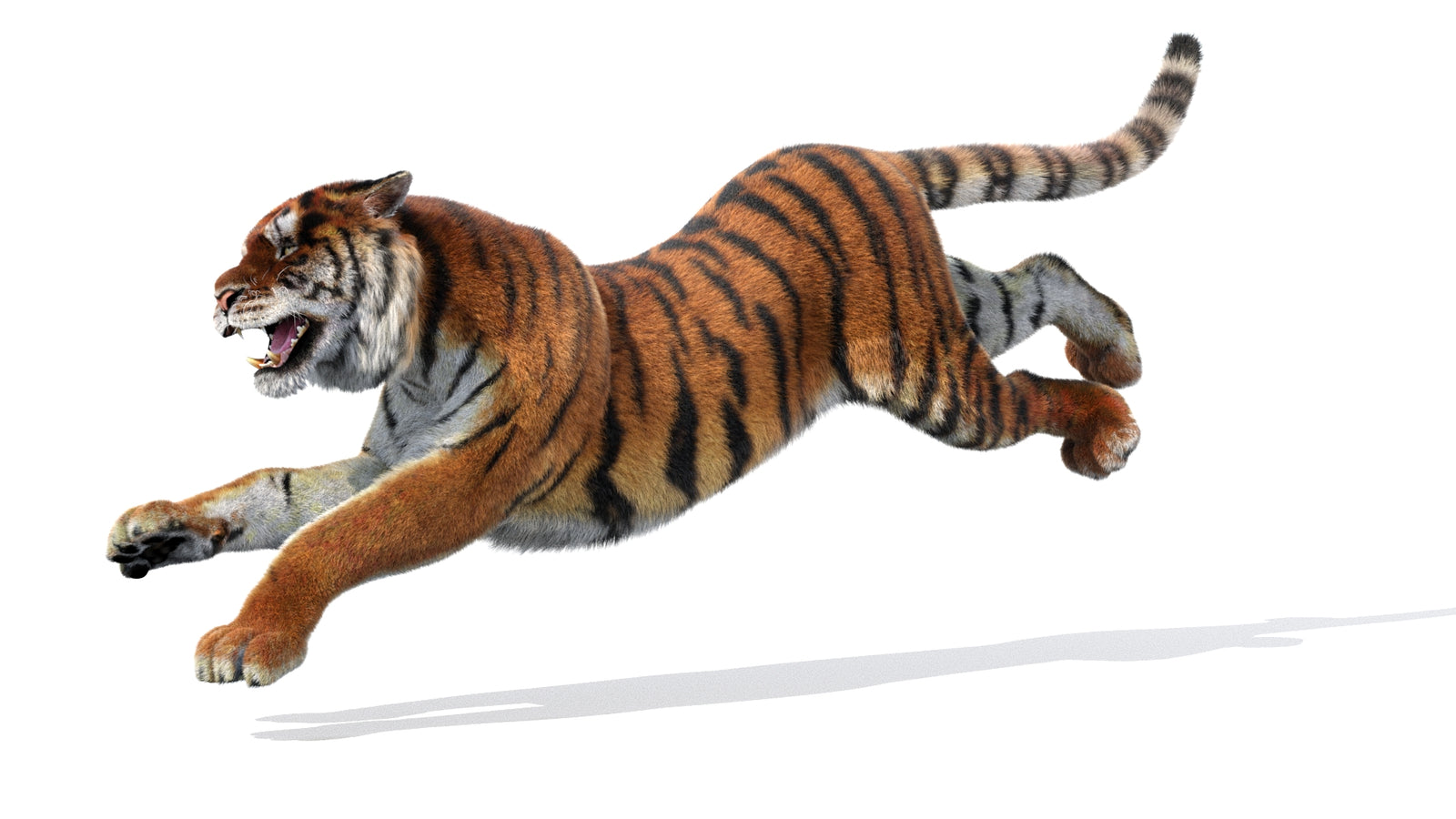 Animated Siberian Tiger 3D Model Fur 360° view 3 frame 31