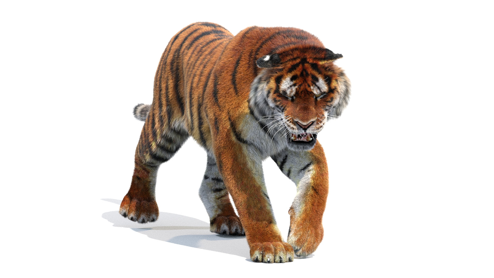 Animated Siberian Tiger 3D Model Fur 360° view 2 frame 32