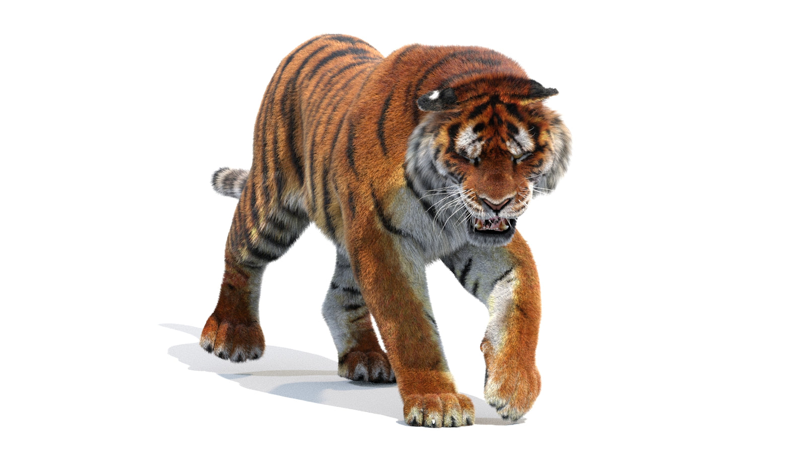 Animated Siberian Tiger 3D Model Fur 360° view 2 frame 33