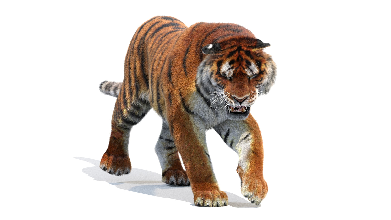 Animated Siberian Tiger 3D Model Fur 360° view 2 frame 34