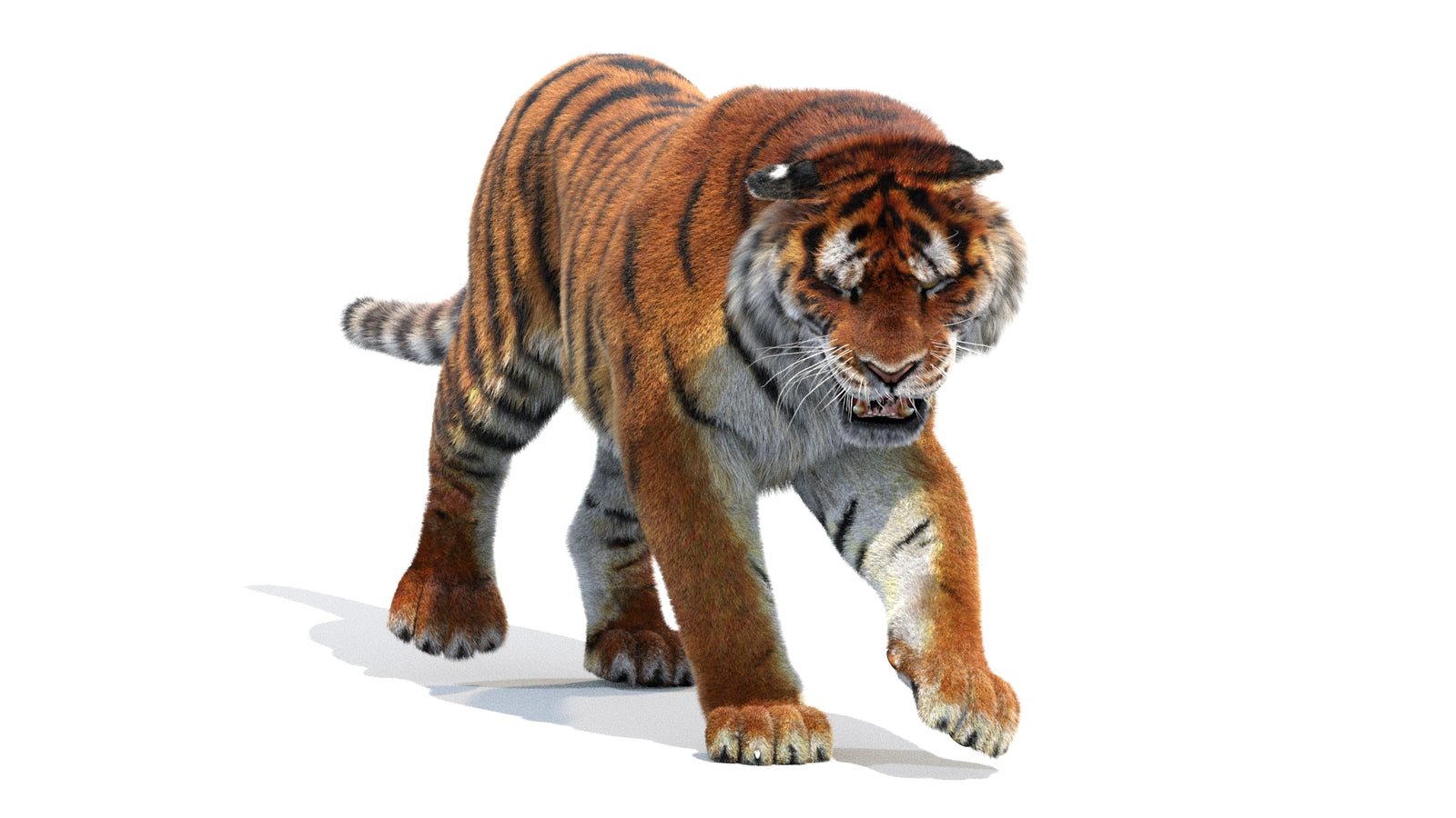 Animated Siberian Tiger 3D Model Fur 360° view 2 frame 36