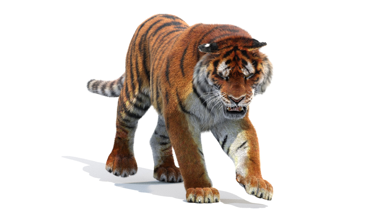 Animated Siberian Tiger 3D Model Fur 360° view 2 frame 37