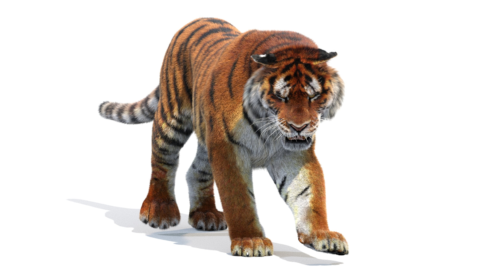 Animated Siberian Tiger 3D Model Fur 360° view 2 frame 39