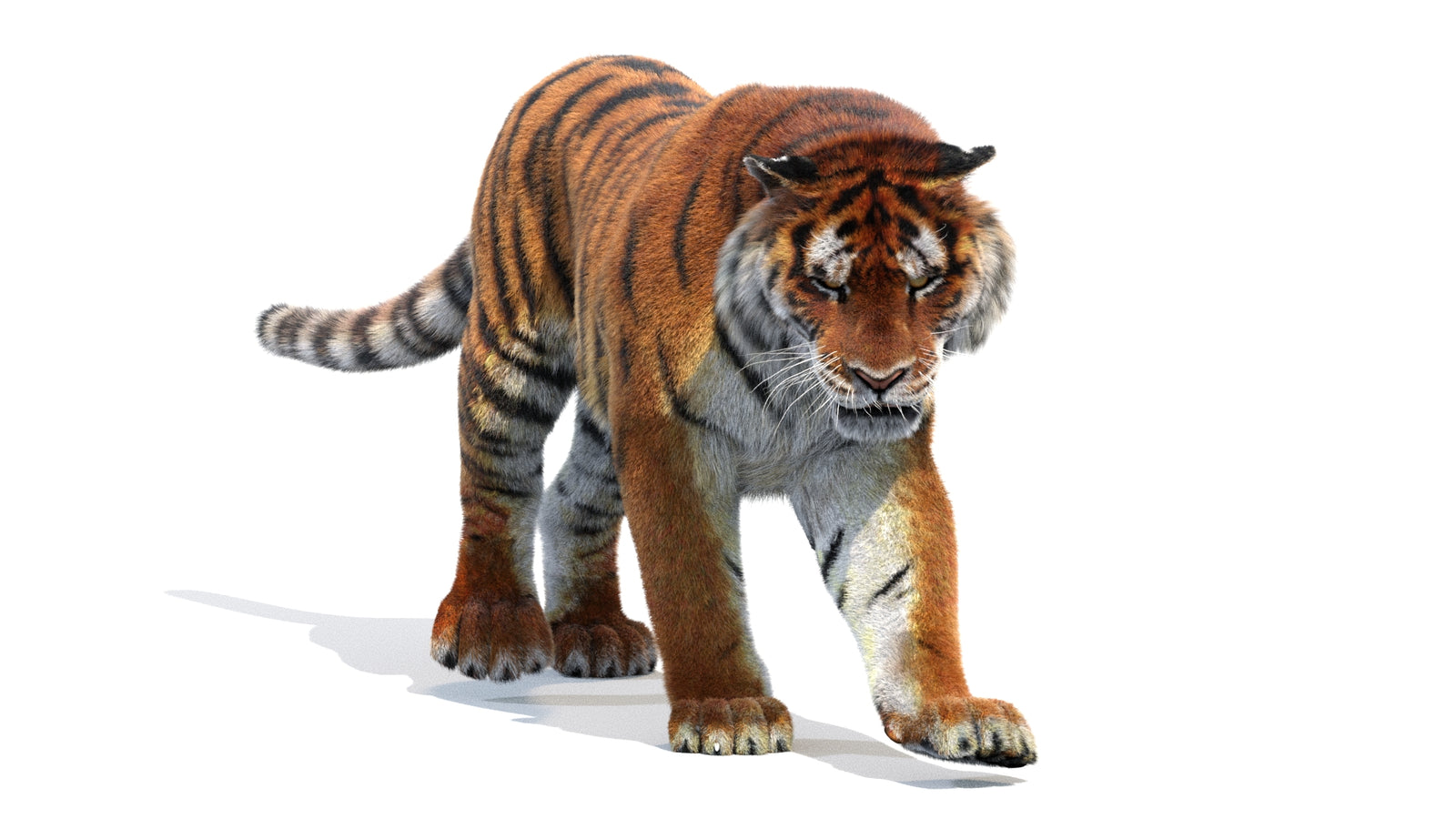 Animated Siberian Tiger 3D Model Fur 360° view 2 frame 41