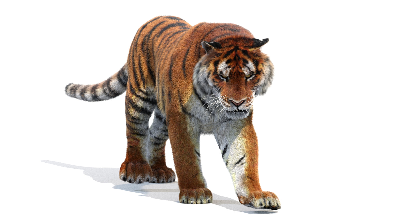 Animated Siberian Tiger 3D Model Fur 360° view 2 frame 42