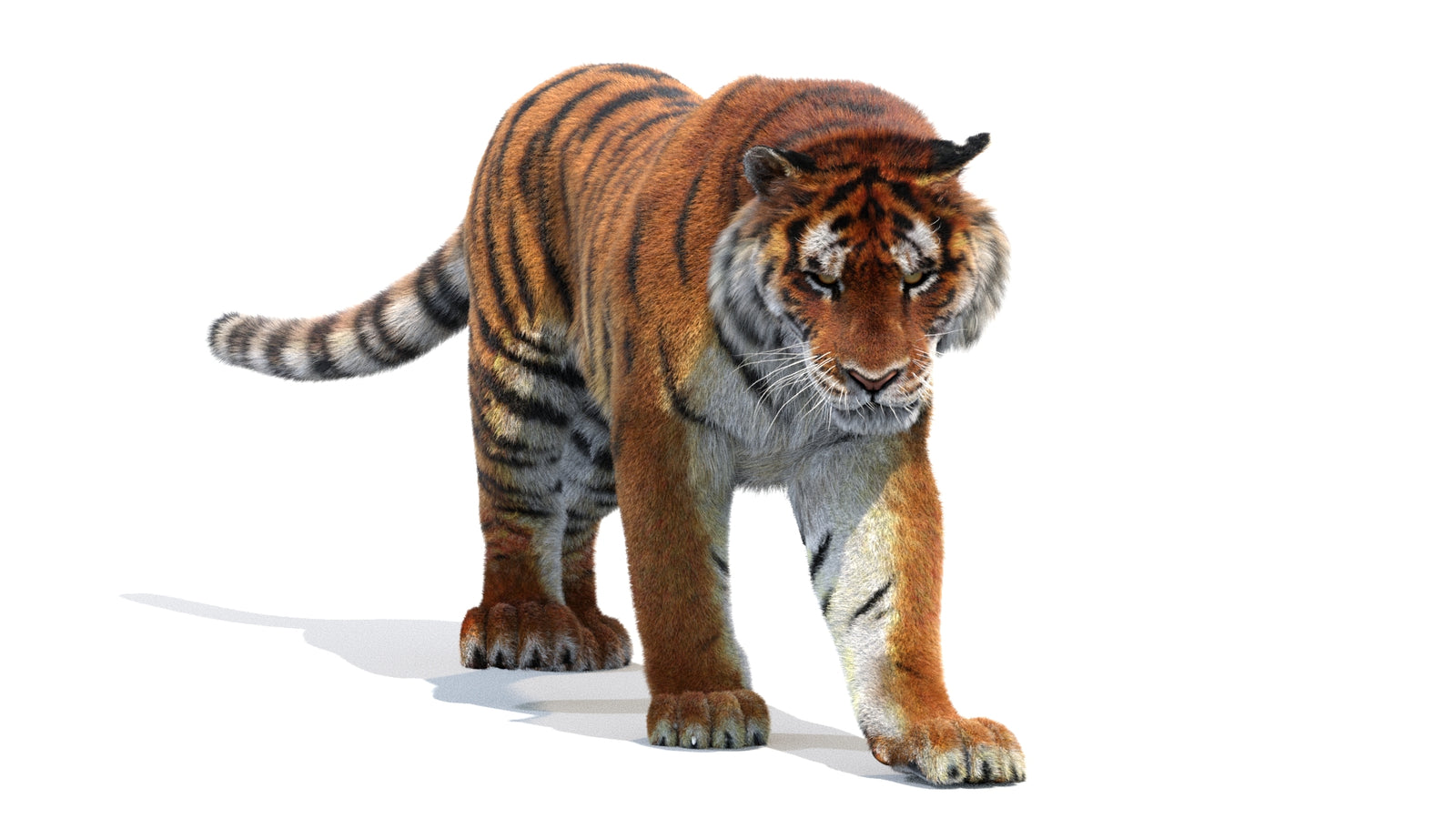 Animated Siberian Tiger 3D Model Fur 360° view 2 frame 44
