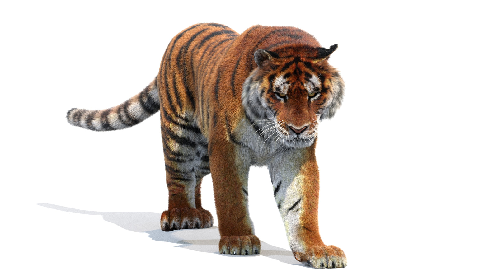 Animated Siberian Tiger 3D Model Fur 360° view 2 frame 45