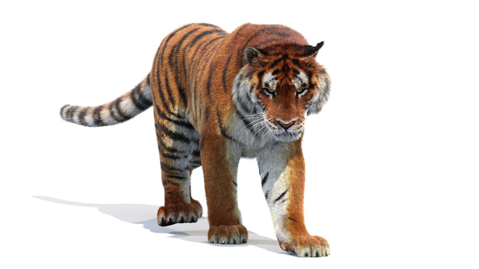 Animated Siberian Tiger 3D Model Fur 360° view 2 frame 46